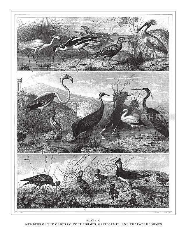 桂形目、桂形目和鸻形目的成员雕刻古董插图，1851年出版