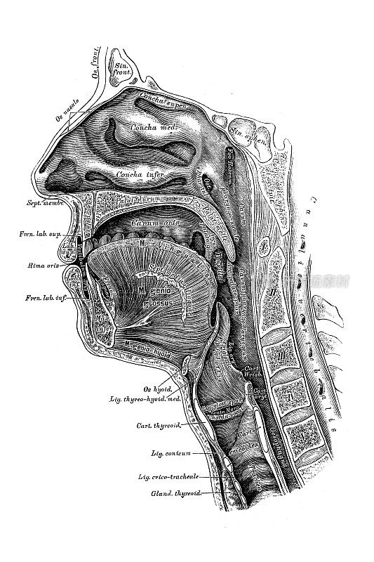 通过鼻，口，咽和喉腔的中间部分