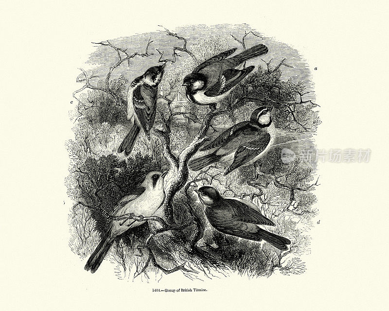 一组英国山雀，山雀，鸟类