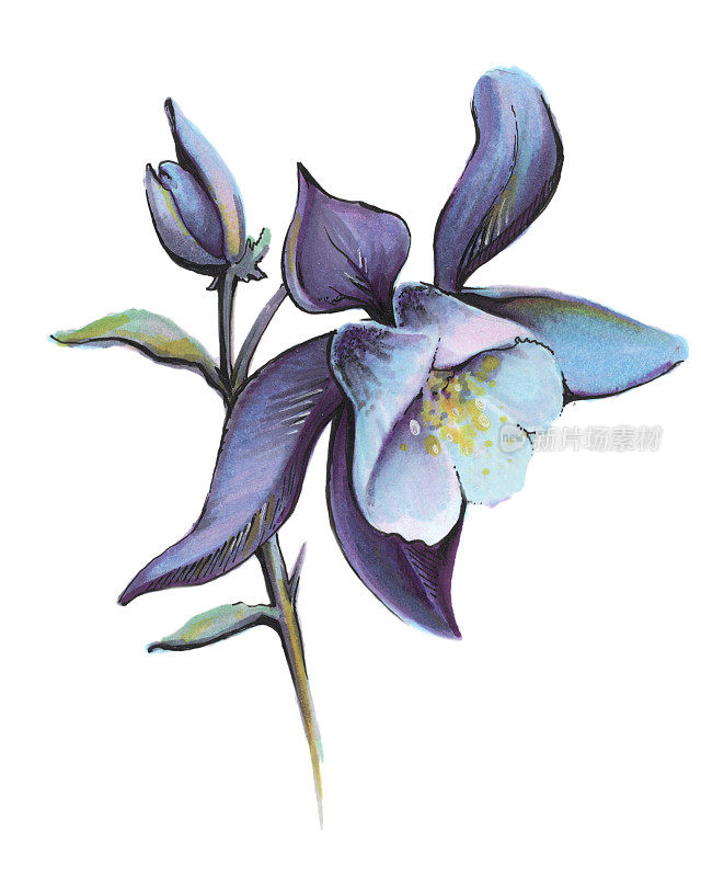 插画孤立元素蓝色花朵标志美时尚球优雅极简风格手绘