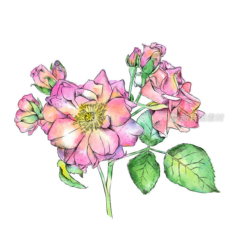 野生玫瑰墨水和水彩插图。向量EPS10插图