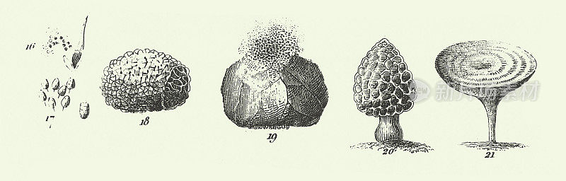 雕刻古物、真菌、Jussieu的植物分类、代表藻类、真菌、苔藓、水龙足植物等非开花植物雕刻古物插图，1851年出版