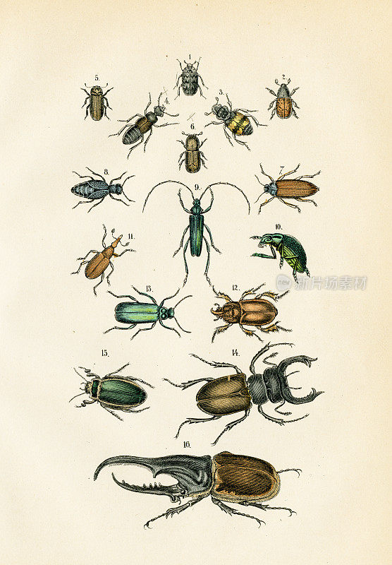 昆虫:雄鹿、犀牛甲虫、油甲虫、大力神甲虫雕刻1872年