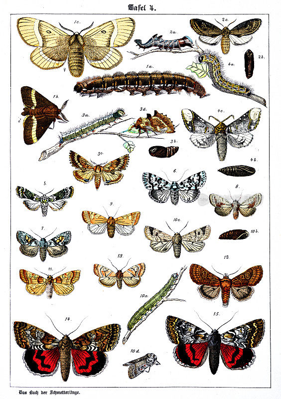 蝴蝶在白色背景4，彩色插图