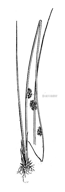 古色古香的插图:灯心草、石竹