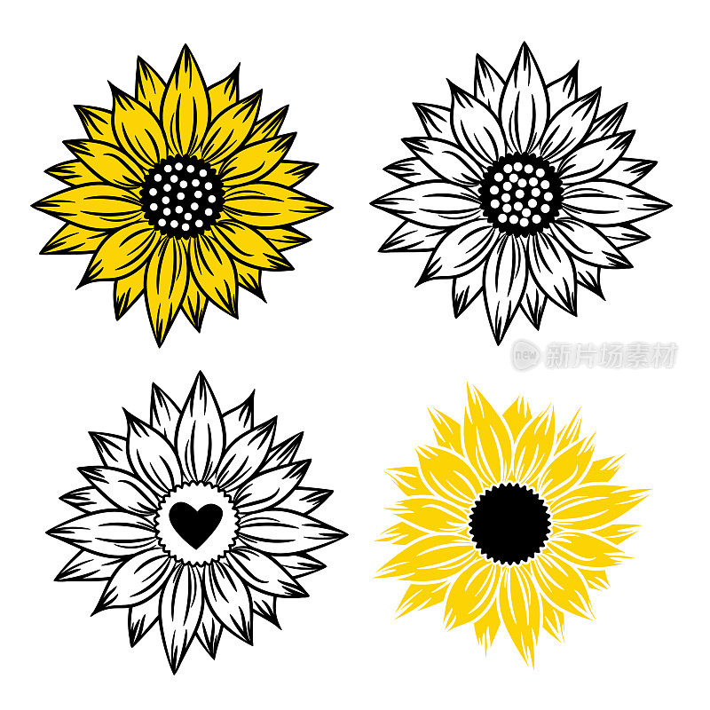 向日葵套四画和轮廓。夏天盛开的花朵。黑色，黄色和白色的背景插图。花卉装饰