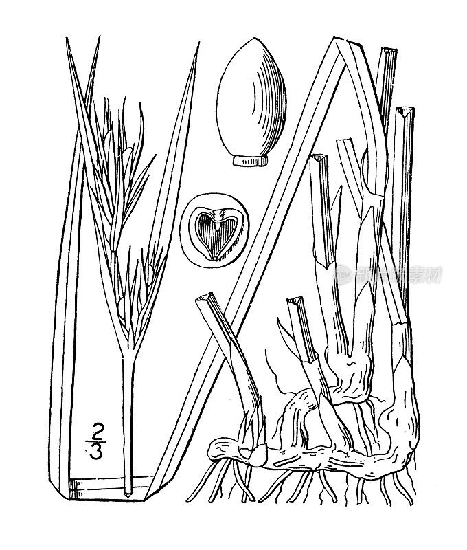 古植物学植物插图:triglomerata，高坚果