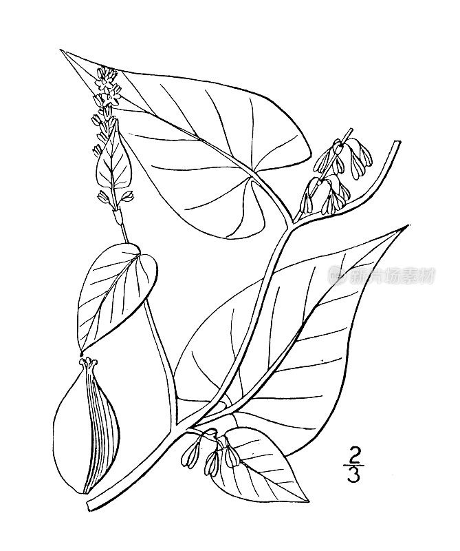 古植物学植物插图:蓼，篱荞麦