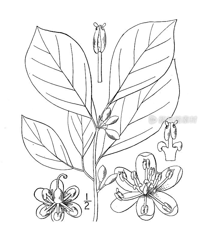 古董植物学植物插图:安息香，安息香，香料灌木，本杰明灌木