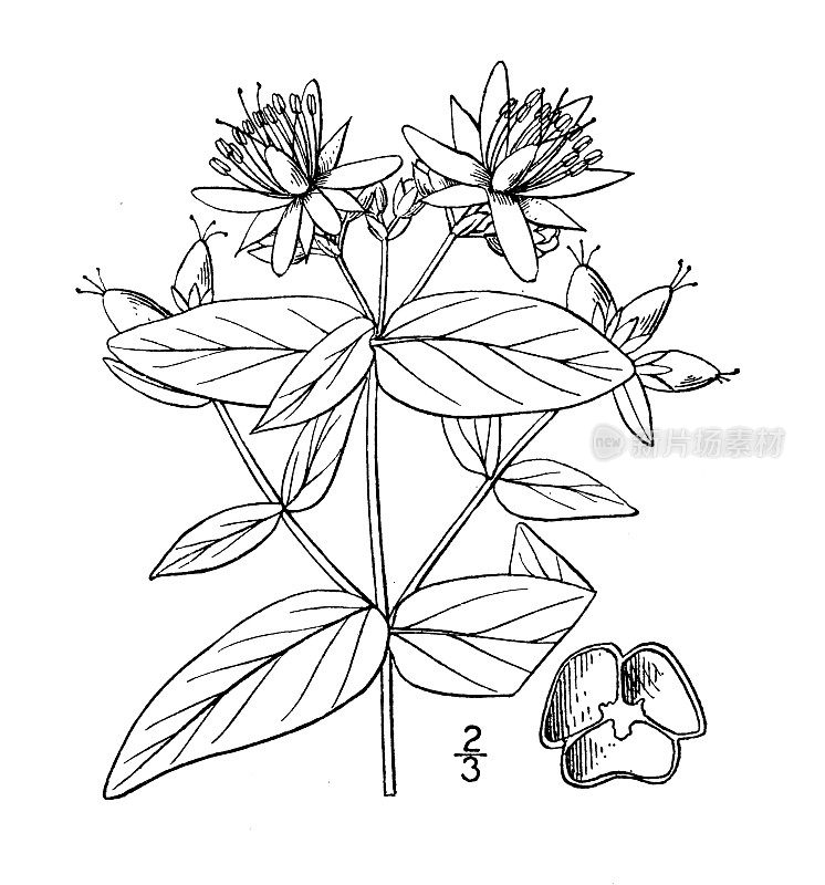 古植物学植物插图:金丝桃、圣约翰草