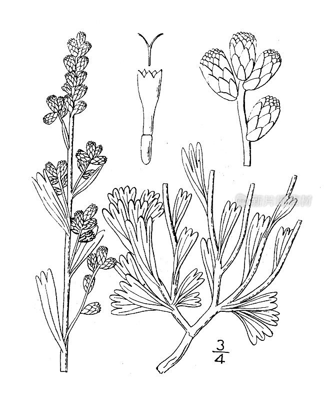 古植物学植物插图:黄花蒿、山艾、山艾