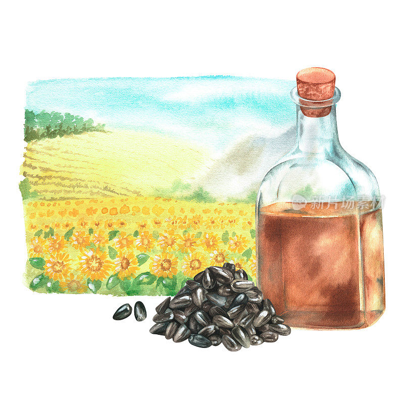 一瓶向日葵油，种子，景观。水彩插图。孤立在白色背景上。