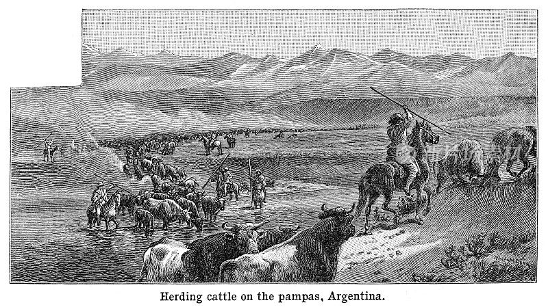 阿根廷大草原上放牛――雕刻黑白1898年
