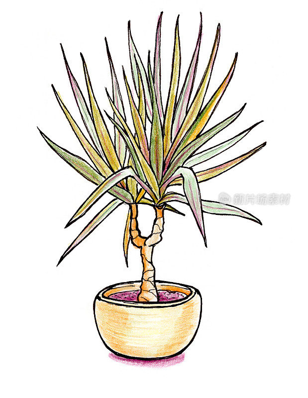 龙血树家用植物手绘彩色铅笔