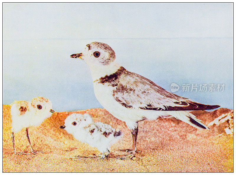 古董鸟类学彩色图像:带管鸻