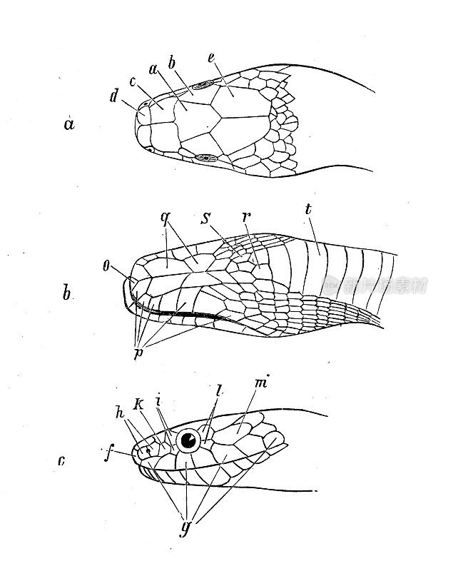 古董生物学动物学图像：七叶蝇、蝮蛇蝇
