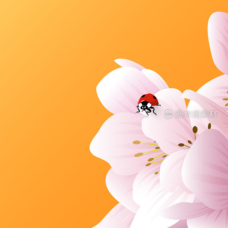 一只瓢虫坐在一棵苹果树上娇嫩的白粉色花朵上。春天明亮的明信片与橙色的背景和复制空间