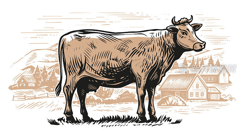 在农田里吃草的奶牛。村庄，乡村景观，雕刻小品。奶牛场矢量图