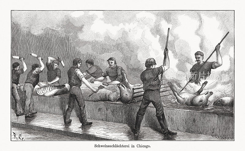 猪屠宰场在芝加哥，伊利诺伊州，美国，木版雕刻，出版1894年