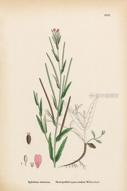 短荚方茎的柳树草本植物，隐白蕨，维多利亚植物学插图，1863年