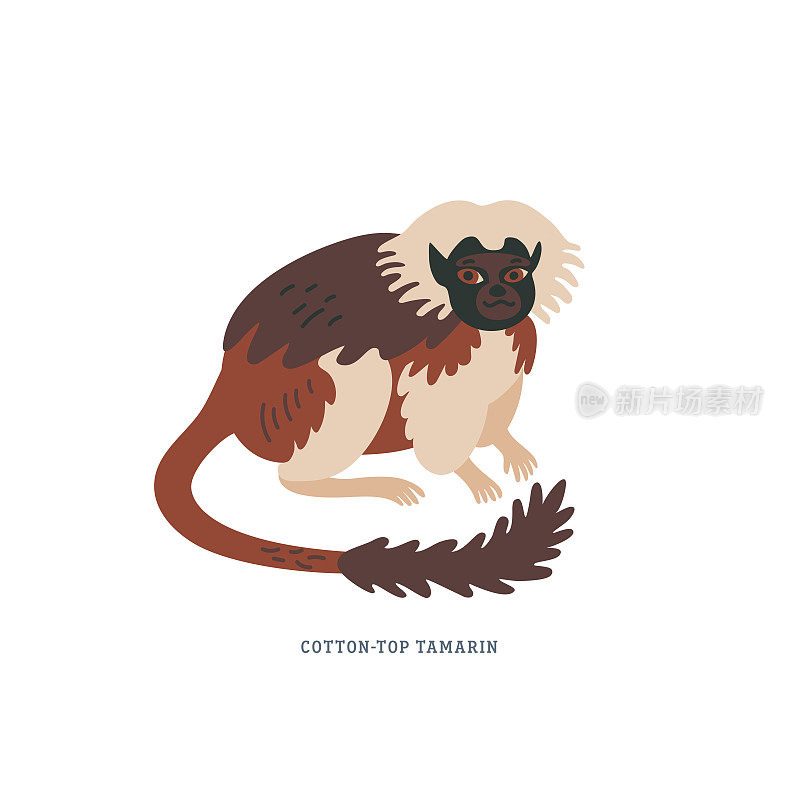 棉顶绢毛猴或俄狄浦斯猴——新世界的一种小猴，头上有白冠