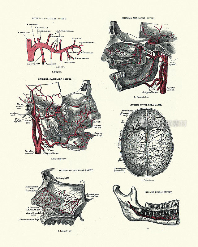 解剖学，动脉，上颌骨，硬脑膜，鼻腔，牙科，维多利亚解剖学