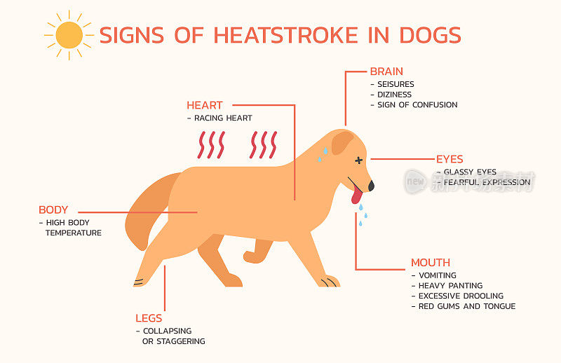 狗中暑症状的信息图