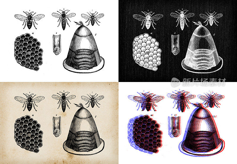古董动物插图:蜜蜂