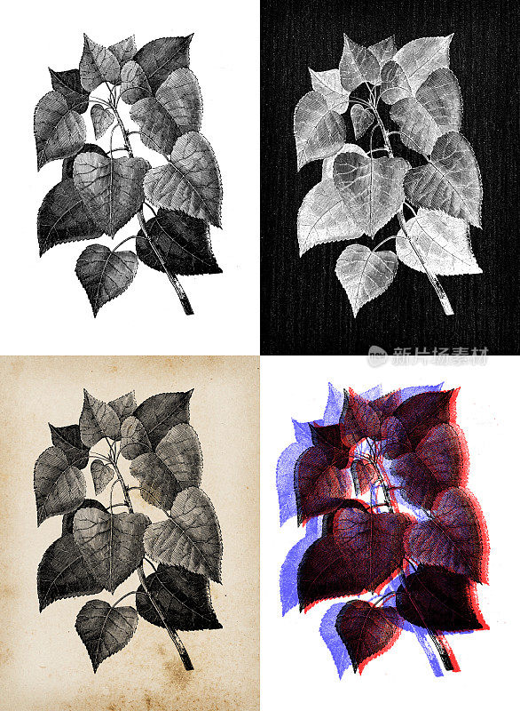 古董植物学插图:三角杨树、东方杨树、项链杨树