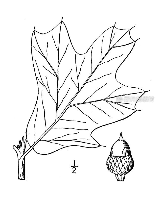 古董植物学植物插图:马里兰栎，黑杰克橡树，秃橡树