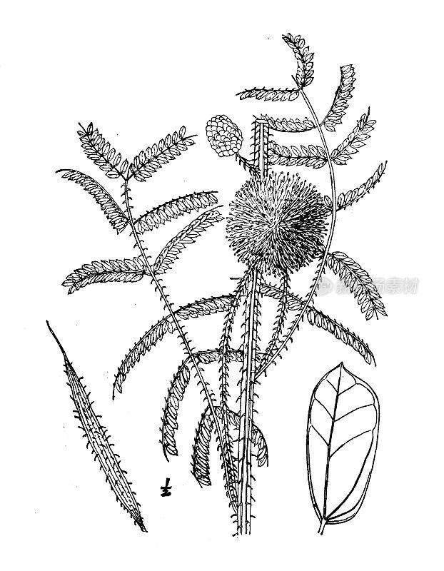 古植物学植物插图:黑檀香、刺荆