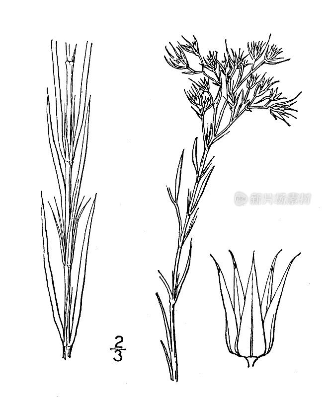 古植物学植物插图:甲沟草、白根草