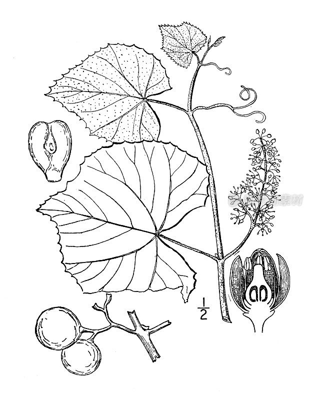 古植物学植物插图:葡萄，野藤