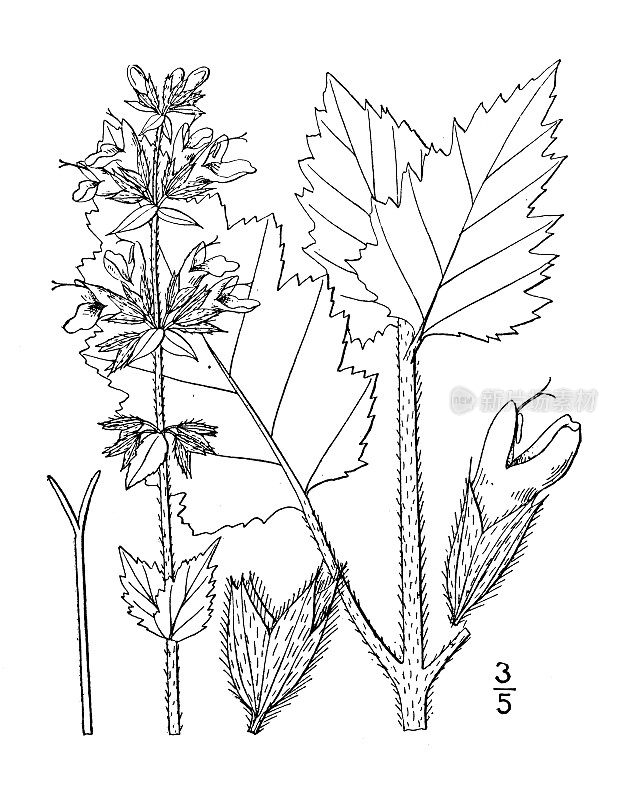 古植物学植物插图:马鞭草、野生鼠尾草
