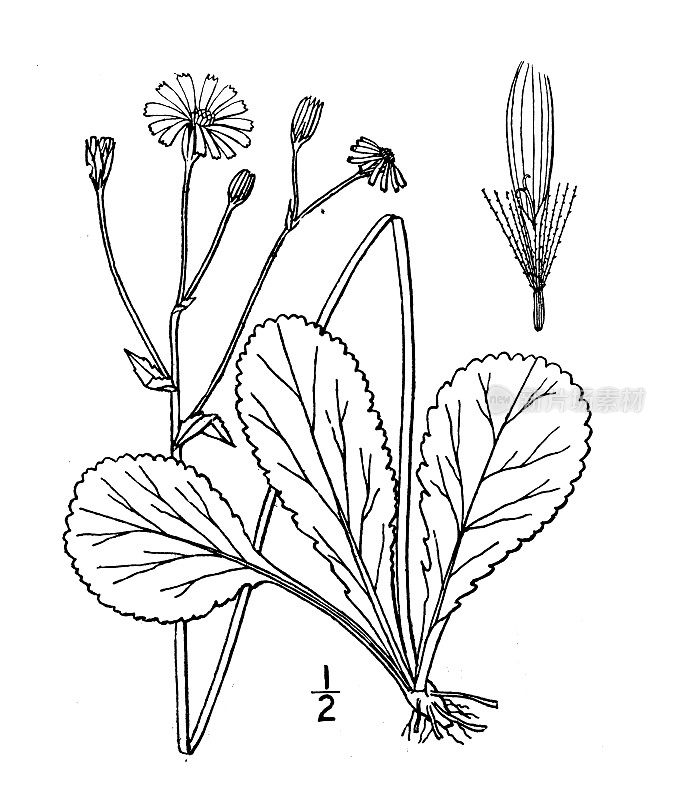 古植物学植物插图:倒卵形叶，圆叶杂草