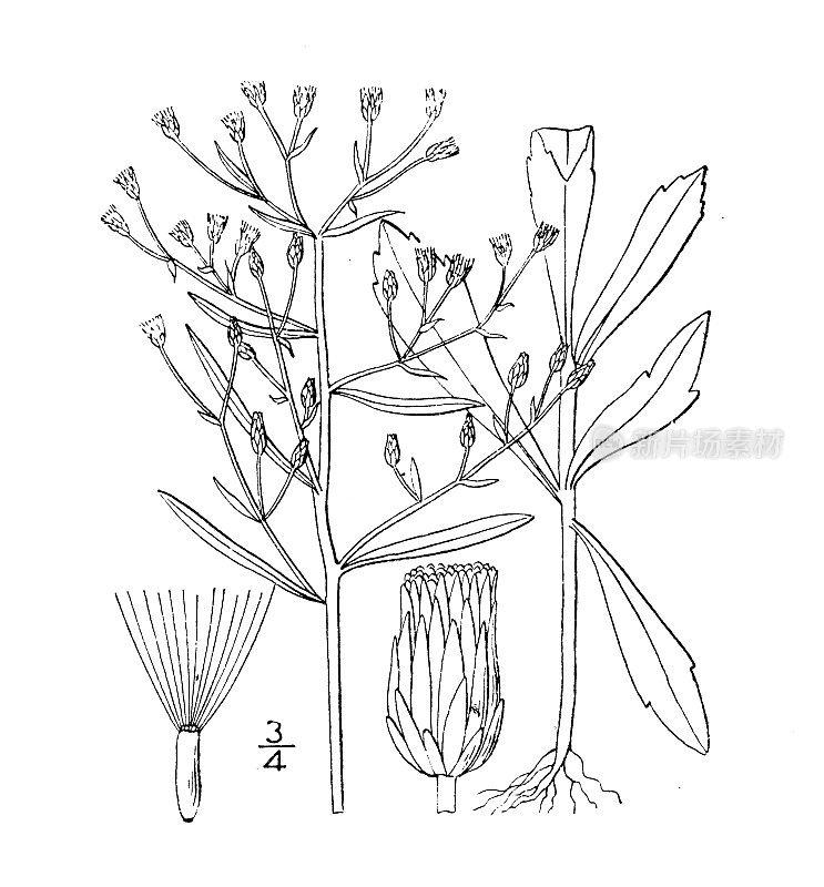 古植物学植物插图:加拿大瘦草，加拿大fleabane