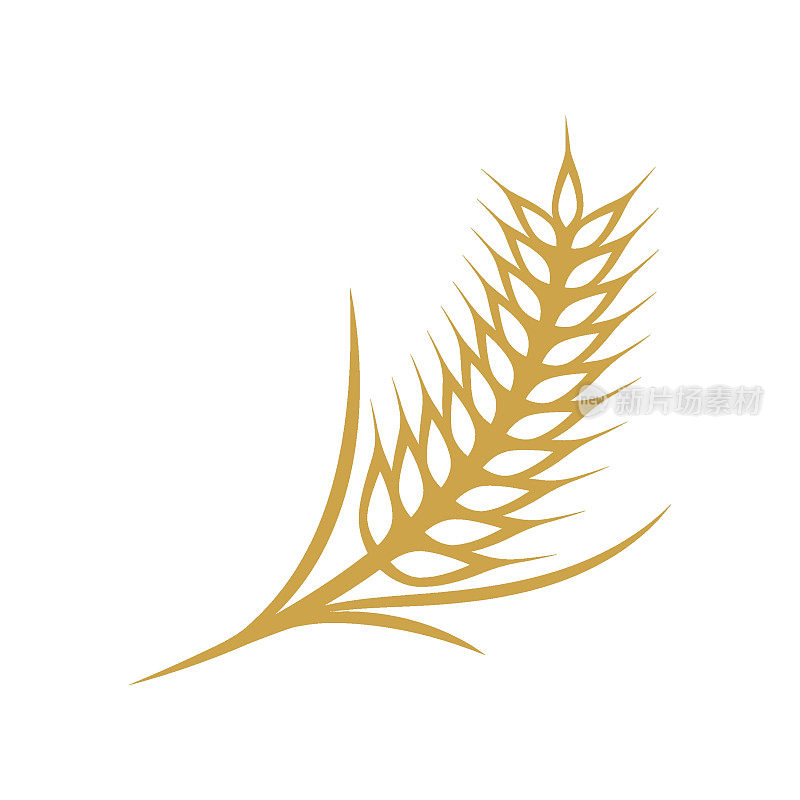 小麦插图设计