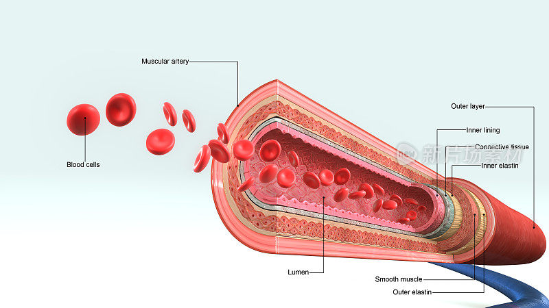 血vessels_closeup