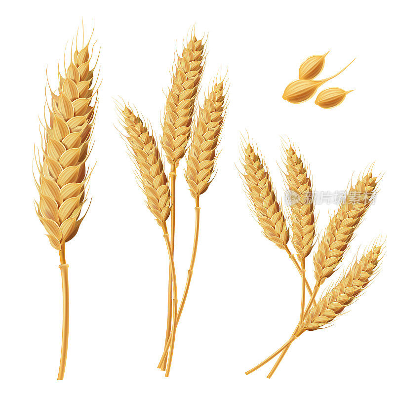 小麦芽、谷粒、小麦束插图。