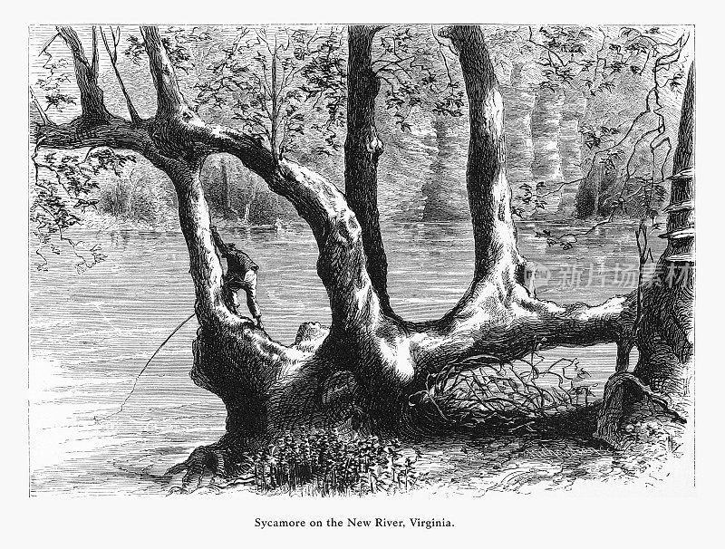 美国弗吉尼亚新河上的梧桐树，美国维多利亚版画，1872年
