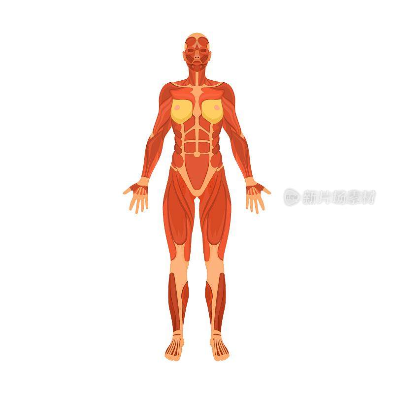 人体肌肉系统。人体器官系统矢量图。白色背景下的女性身体结构。解剖学