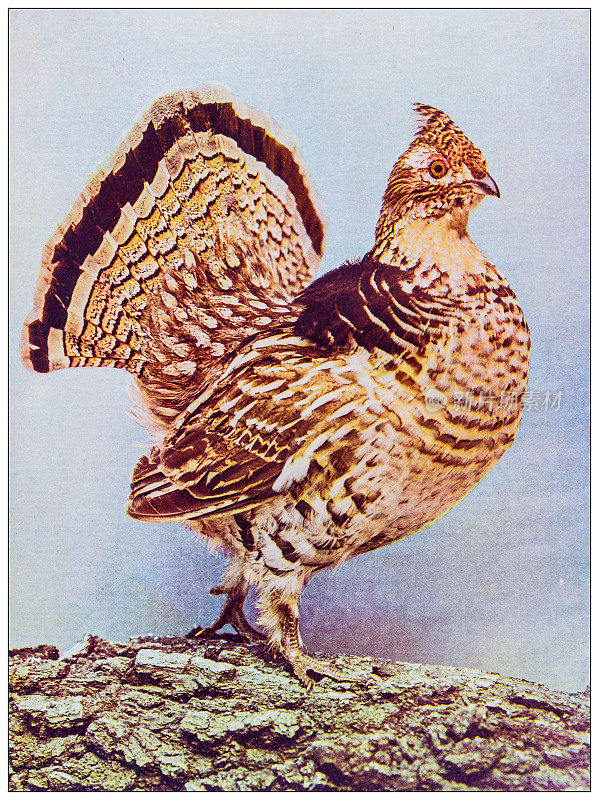古董鸟类学彩色图像:皱褶松鸡