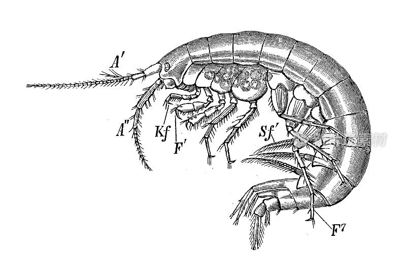 古代生物动物学图像:Gammarus疏忽