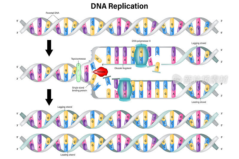 DNA复制载体。DNA聚合酶的合成。引导股和滞后股。冈崎片段。
