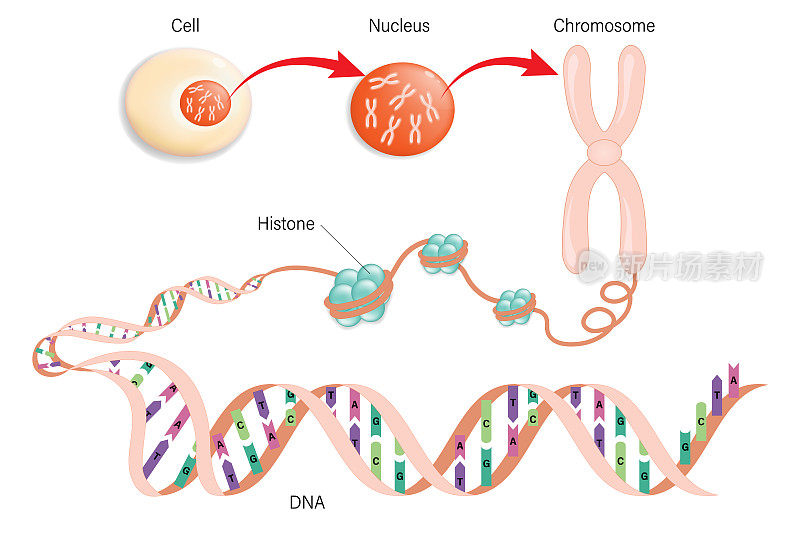 细胞结构图，染色体，组蛋白和DNA(脱氧核糖核酸)。