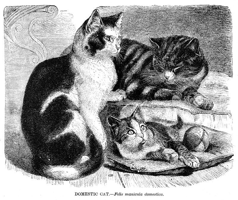 家用猫雕刻插图1892年