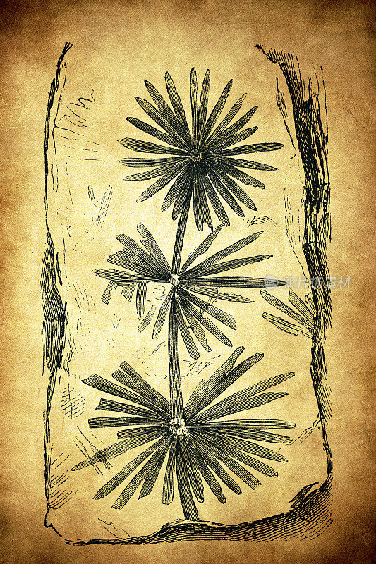 化石植物，星环(或长叶环)