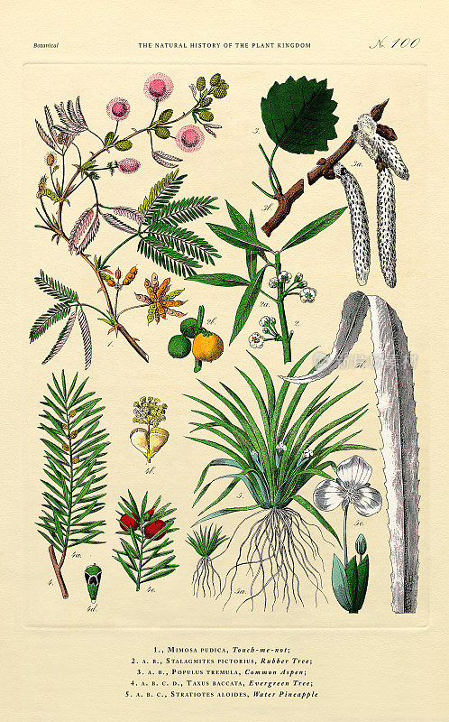 树木和开花植物，植物王国，维多利亚植物插图，大约1853年