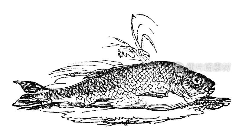19世纪的鲢鱼雕刻