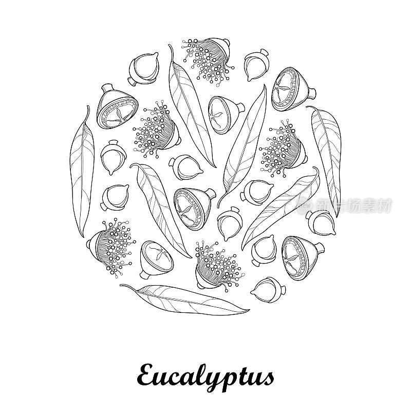 带轮廓的蓝桉或塔斯马尼亚蓝桉树的矢量圆形组成，果实，花，叶孤立在白色背景上。